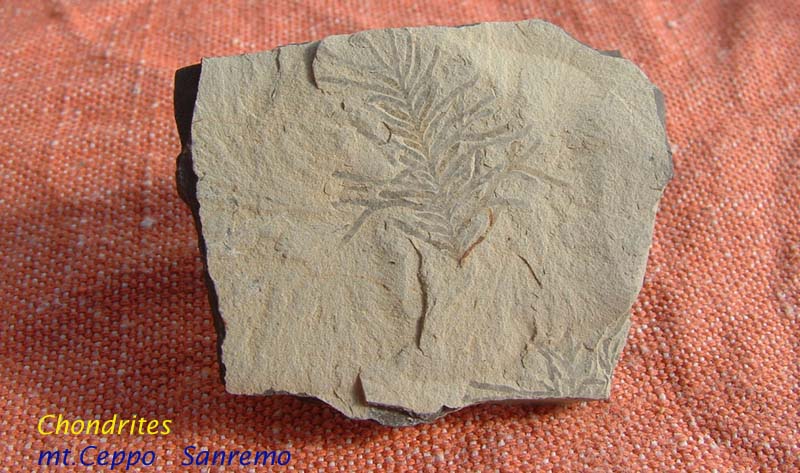 Fossili